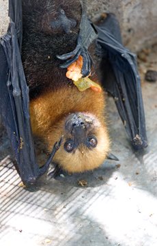 a fruit bat feeding on ripe fruit