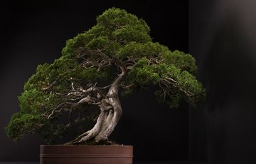 Bonsai Tree