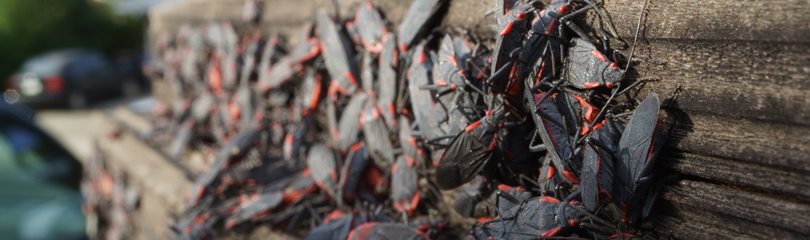 Random Boxelder Bug Facts