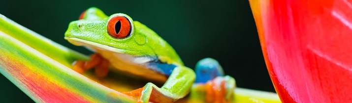 Costa Rica Amazing Fact