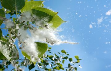 cottonwood seed facts