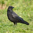 Interesting Crow Facts