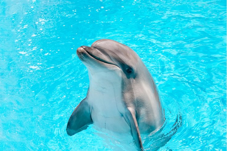 10 Interesting Facts About Dolphins