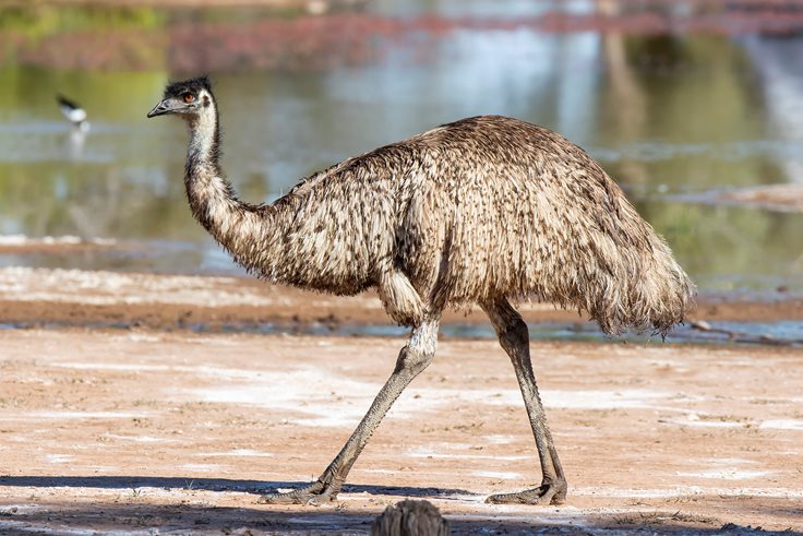 Little known emu fact