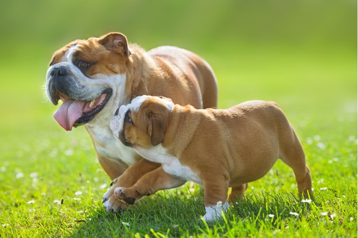 5 fun facts about dogs