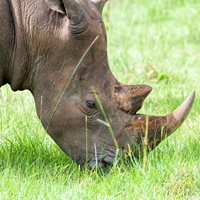 Rhinoceros Facts