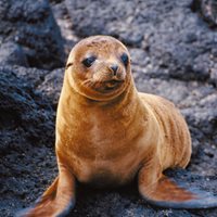Fun Sea lion Facts