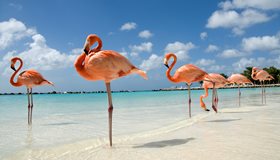 Interesting Flamingo Trivia