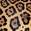 Fun Leopard Fact