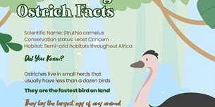 Ostrich Infographics