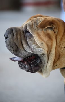 facts about shar pei dogs