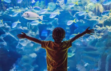 Georgia Aquarium Fact