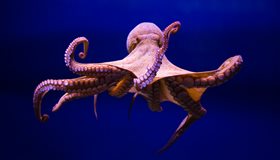 Weird octopus behaviors