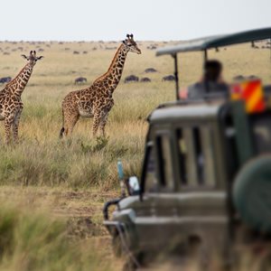 Giraffe Population Conservation