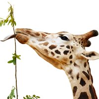 Giraffe Eating Facts