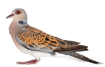 Weird Wedding Tradition