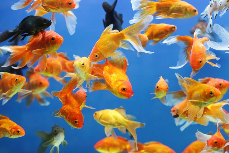 A group of goldfish