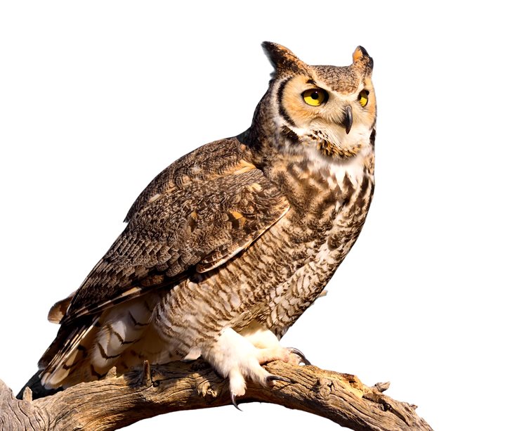 great horned Owl Talon Facts