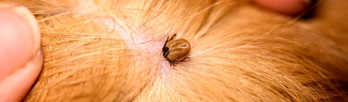 Regurgitation Fact Facts