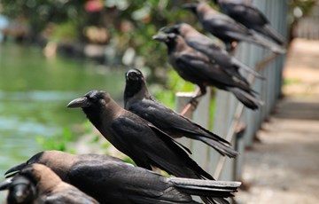 Crow Facts