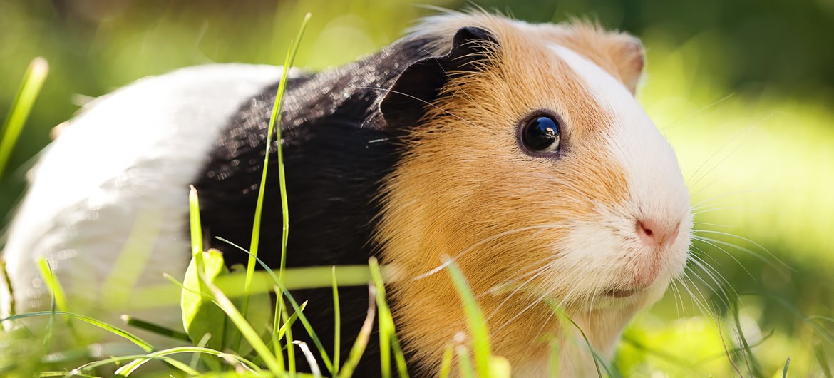 Guinea pig hot sale sexuality