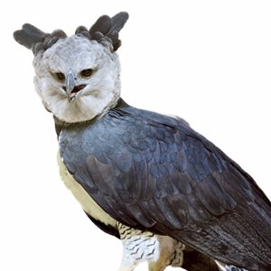 Harpy Eagle Fact