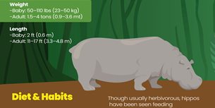 Hippo Infographic Thumbnail