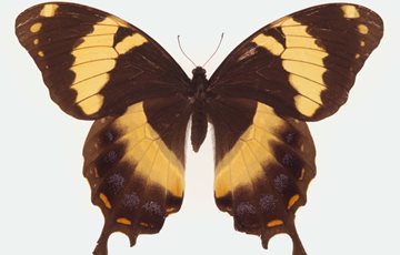 Papilio homerus fact