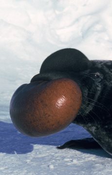 Endangered Animal Facts