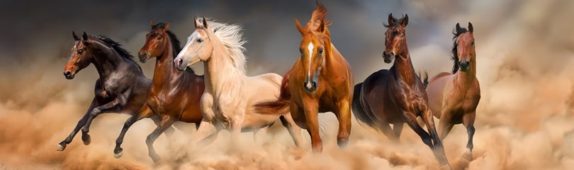 Resultado de imagen para horses