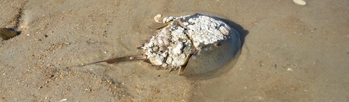 Delaware horseshoe crab