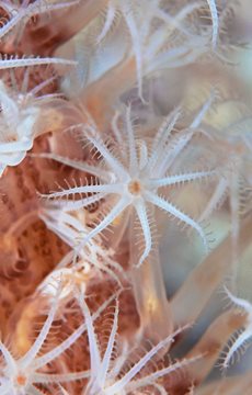 Interesting Coral Reef Facts