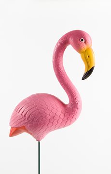 Fake Flamingo Facts