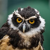 Owls Stare Because They Can’t Move Their Eyes