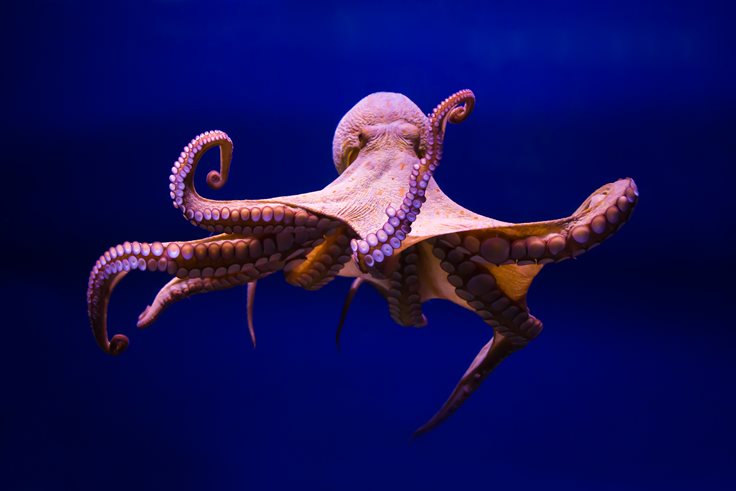 Octopus Intelligence Fact