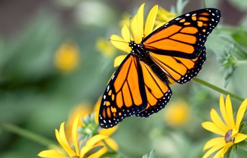 Why are monarch butterflies black and orange?