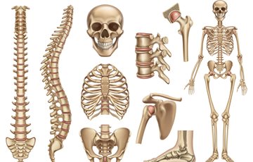 Weird and fascinating human body facts