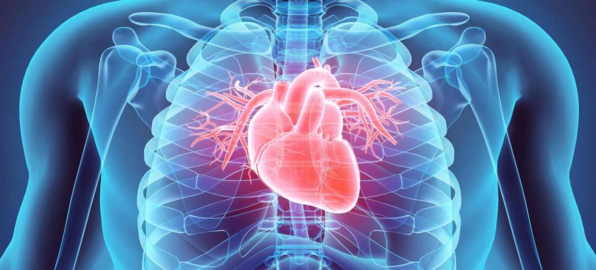 39 Interesting Human Heart Facts (2024) | FactRetriever.com