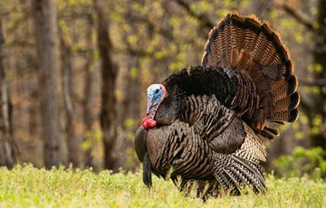 Why does turkey make you sleepy myth