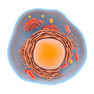 Little Known Cholesterol Fact