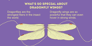 Amazing Dragonfly Facts