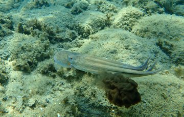 Octopus squirting ink