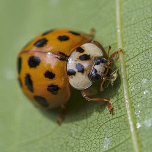 Asian Lady Beetles Fact