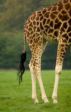 Interesting Fact about Ancient Egypt