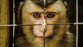 Animal Cruelty Facts