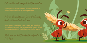 Interesting Ant Infographic
