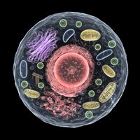 Fabulous Biology Facts