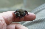 Interesting Bumble Bee Bat Fact