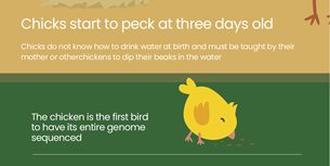Amazing Chicken Facts