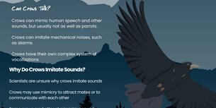 Crazy Crow Facts